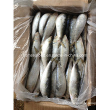 Frozen Big Specification Fresh Sardine Fish